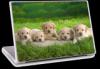 Kiskutys laptop matrica