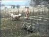 Komondor sztnprba kulcsikomisz hu Jszkisri Kcos Gyalu