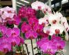 A pillekosbor orchidea Phalaenopsis kzismertebb nevn a lepkeorchidea nemzettsg tagjai a Flp Szigetekrl szrmaznak ahol az eserdkben a fk tetejn lnek
