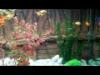 650 literes akvrium MOV