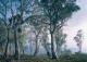 8 rszes poszter Fantasy Forest 368x254 cm