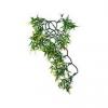 Croton Small terrriumi mnvny