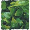 Zoomed mnvny mexiki phyllodendron 4