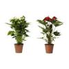 ANTHURIUM szobanvny Flaming virg cserp tmr 17 cm nvny magassg 68 cm