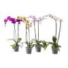 PHALAENOPSIS szobanvny 2 cvek orchidea cserp tmr 14 cm nvny magassg 60 cm