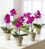 Medinilla Orchidea Phalaenopsis mini