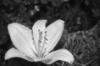 Fehr liliom Lilium candidum