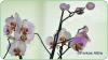 Szobanvnyknt legelterjedtebb a Dlkelet zsibl szrmaz Lepkeorchidea vagy ms nven Phalaenopsis s ennek hibridjei Ez az a trpusi orchidea faj amely a legknnyebben nevelhet szobanvnyknt