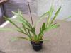 Miltonia orchidea