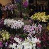 A Magyar Orchidea Trsasg idn sszel ezen a htvgn rendezi meg hagyomnyos Orchidea s Bromlia Killtst s Vsrt a Vajdahunyadvrban
