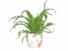Madrfszek pfrny Asplenium antiguum Osaka