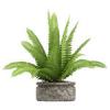 Nephrolepis pfrny cserepes nvny Rajzok
