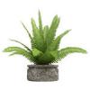 Nephrolepis pfrny cserepes