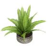 Nephrolepis pfrny cserepes nvny Clipart