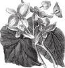 Begnia vagy Begoniaceae virg