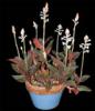 76 Ludisia discolor Brsonylevl orchidea