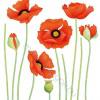 Falmatrica faltetovls ntapads faldekorci Rother Mohn