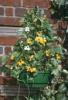Kzelkp srga Thunbergia zld manyag fgg Kosr