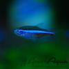 Paracheirodon simulans Zld neon