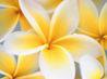 How to Make Tissue Paper Flower Balls