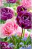 Tulipa Duo Double lila rzsaszn Teltvirg Tulipn