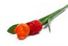 Piros manyag tulipn virg