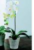 Kika Basic Orchidea Cserpben Mvirgok 12377869