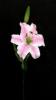  mvirg LILIOM SZL, 1 VIRG + 1 BIMB, #1370416