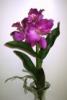 Mvirg ORCHIDEA GYKR 3 FEJES 38 C 1378808