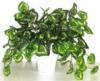 Mvirg mnvny 136 LEVELES CYCLAMEN BO 673216