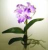 Mvirg ORCHIDEA GYKR 3 FEJES 38 C 1378807