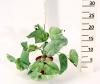 FUT PFRNY POTHOS 24L 25C