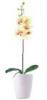 Orchidea mvirg fehr kaspban srgs virgokkal