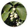 Szumtrai benzoe gyanta Styrax