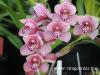 Cymbidium orchidea