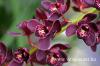 Csnak orchidea gondozsa