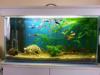 Elad a kpen lthat 100 literes akvrium btorral egytt Mretei 80cm x 30cm x 40cm h sz m A btor mretei 85 5cm x 35