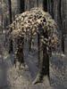 Erdei lllmpa Floor lamp in the forest