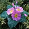 Primula Dekorci Kpzmvszet Otthon lakberendezs Dsz Gyngyfzs Gyngybl kszlt primula vagy kankalin asztali dsz Ki hogy ismeri Magassga 12 cm A virg sz Meska