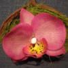 Phalaenosis lepke orchidea virg termsben magenta Dekorci Otthon lakberendezs Dsz phalaenopsis lepke orchidea virg agyagbl magenta rzsaszn sznben natr szn badam Meska