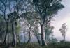 Fantasy Forest Erd 8rszes poszter 368x254cm