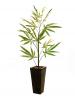 EUROPALMS Cannabis cserje textil 100cm 82506694