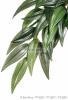 EXO TERRA mnvny Rucus S