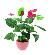 EUROPALMS Flaming virg 70cm 82530164