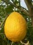 Citrus 10 20 Citrom