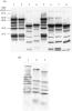 With the complete M protein gene from a pony with typical strangles 3 A3 from a carrier in the same outbreak as the isolate in lane 2 4 B from a case of strangles in a second outbreak 5