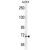 Vitrin VIT C term antibody