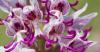 Mi az a majomkosbor orchidea