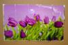 CSEMPEMATRICA 750 450 MM LILA TULIPNOK