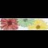 Ariana Bautex K CSEMPE Z FRESCA listell GERBERA SZ 2002 20X5 tovbbi adatai